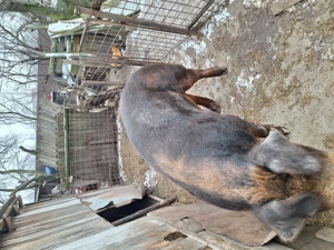 Porc Duroc crescut bio - imagine 3