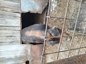 Porc Duroc crescut bio - imagine 7