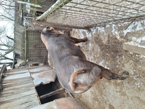 Porc Duroc crescut bio - imagine 5