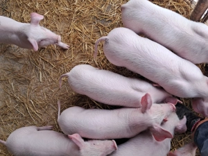 Purcei landrace de vînzare. - imagine 2