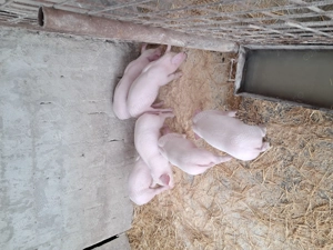 Purcei landrace de vînzare. - imagine 4