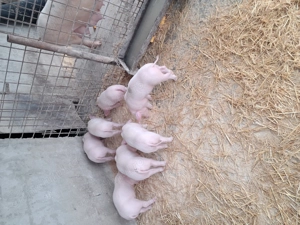 Purcei landrace de vînzare. - imagine 3