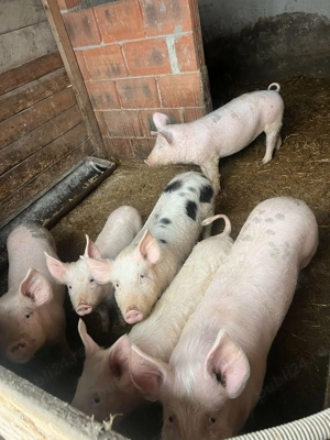 De vanzare - imagine 2