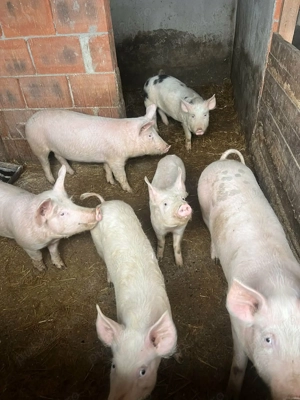 De vanzare - imagine 3