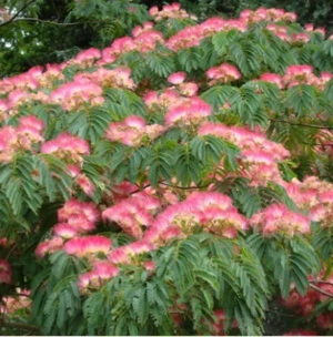 Puieti Albizia - Arbore de mătase - imagine 3