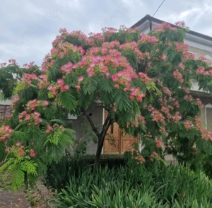 Puieti Albizia - Arbore de mătase - imagine 2