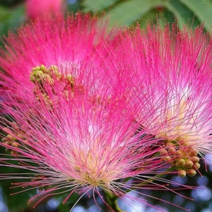 Puieti Albizia - Arbore de mătase