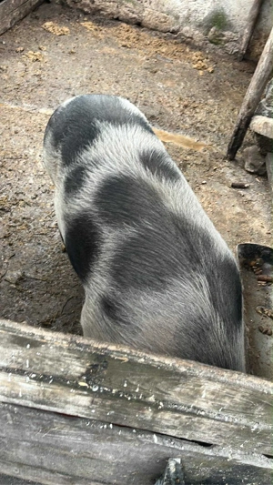 vând porc  - imagine 2