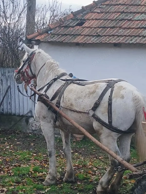 Vând iapa de 8 ani  - imagine 2