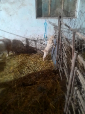 vand capra cu ied - imagine 3