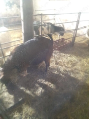 vand capra cu ied - imagine 2