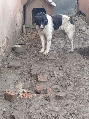 Vând sau schimb - imagine 5