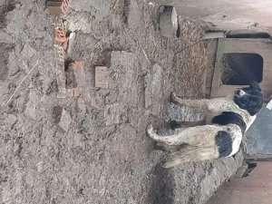 Vând sau schimb - imagine 3