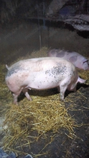 Scroafă de vânzare 