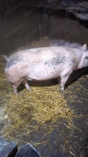 Scroafă de vânzare  - imagine 2