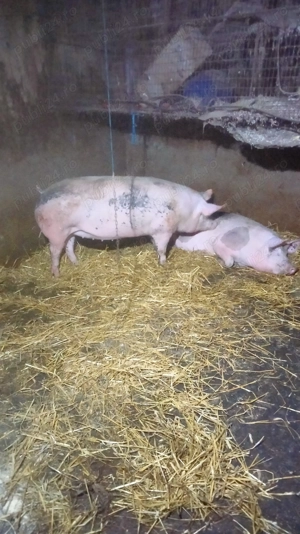 Scroafă de vânzare  - imagine 3