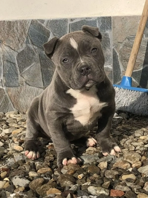 Disponibilă femelă American buly blue  - imagine 2