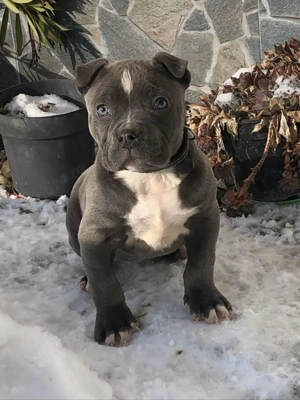 Disponibilă femelă American buly blue  - imagine 4