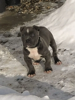 Disponibilă femelă American buly blue  - imagine 3