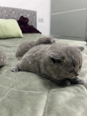 Scotish fold și British Shorthair  - imagine 3