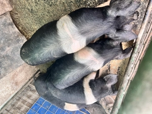 Scroafe Bazna de casă 