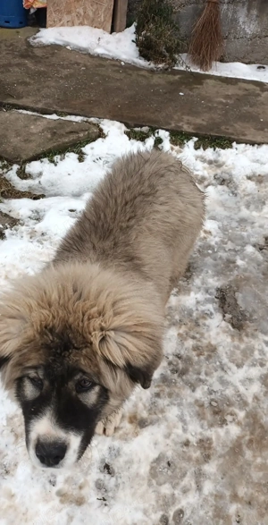 Cătei ciobănești  - imagine 2