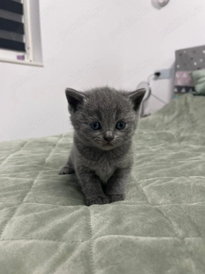 Scotish fold și British Shorthair 