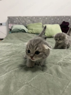 Scotish fold și British Shorthair  - imagine 2
