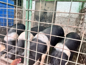 Scroafe Bazna de casă  - imagine 2