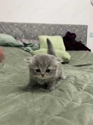 Scotish fold și British Shorthair  - imagine 5