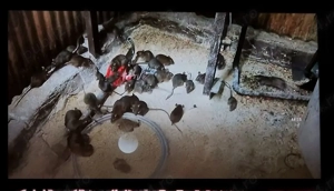 DERATIZARE la Case, Imobile, Unitati, Institutii.(In Jud.ARAD si imprejurimi). - imagine 3