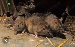 DERATIZARE la Case, Imobile, Unitati, Institutii.(In Jud.ARAD si imprejurimi). - imagine 2