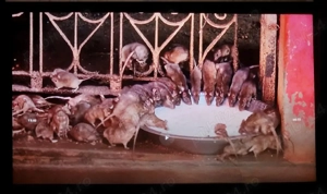 DERATIZARE la Case, Imobile, Unitati, Institutii.(In Jud.ARAD si imprejurimi). - imagine 4