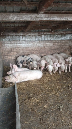 porci de carne  - imagine 4