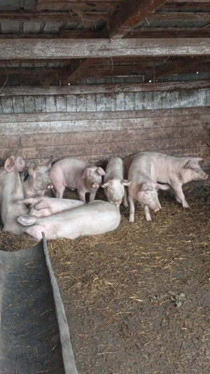 porci de carne  - imagine 3