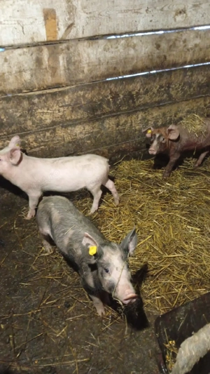 porci de carne  - imagine 2