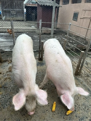 vand 3 porci - imagine 3