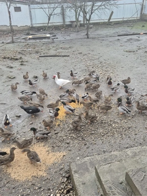 Vand Rate salbatice  - imagine 2