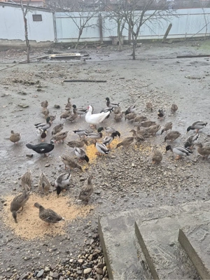 Vand Rate salbatice  - imagine 3