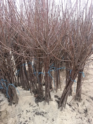 pomi fructiferi altoiți de vânzare