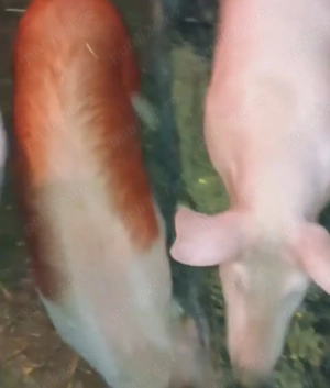 două scrofite  - imagine 2