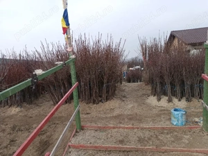 pomi fructiferi altoiți de vânzare