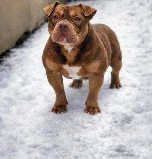 American Bully Pocket - imagine 2