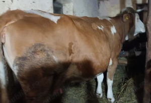 Vând  vacă - imagine 2