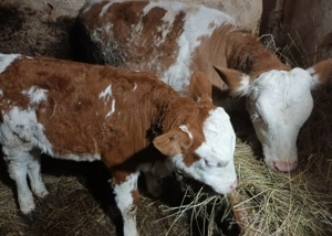 Vând o vacă și 2 vițele