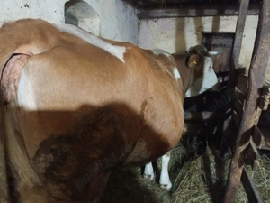 Vând  vacă - imagine 4