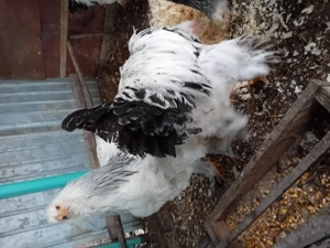 Cocosi brahma din mai 2025 - imagine 2