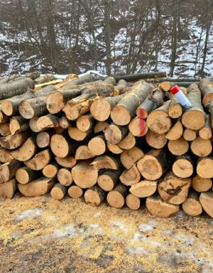 vand lemne de foc Fag esenta tare 