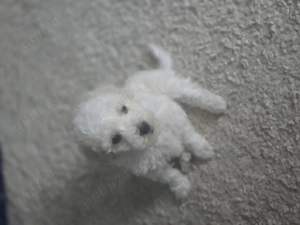 Se vinde un baiaetel pui de bichon miny foarte jucaus si f cuminte