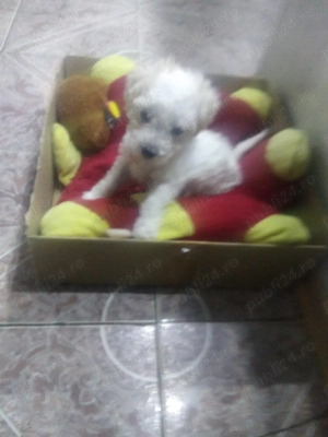 Se vinde un baiaetel pui de bichon miny foarte jucaus si f cuminte - imagine 3